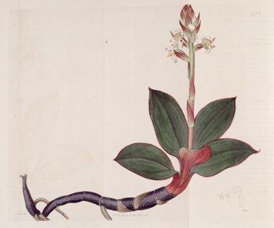 Illustration of Ludisia Discolor (as syn. Goodyera Discolor) by Sydenham Teast Edwards